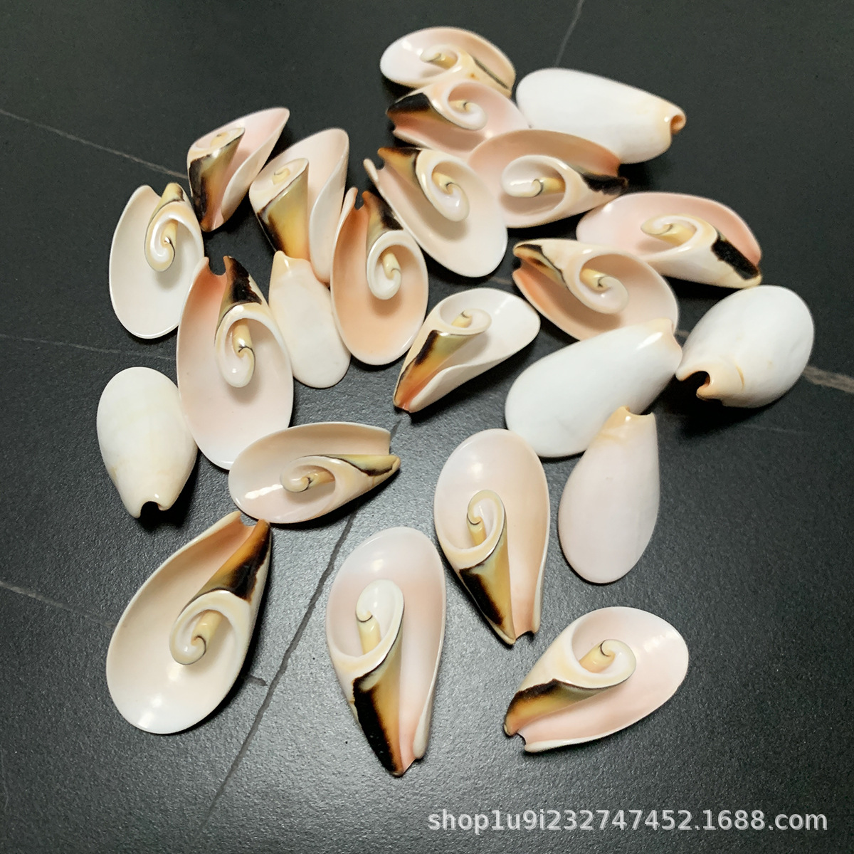 爱贝来海螺贝壳批发 红口螺切片贝壳工艺品装饰 贝壳饰品耳坠项链