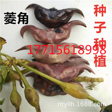 菱角种苗种子四角两角青红菱角种苗早熟四季高产池塘水生植物种植