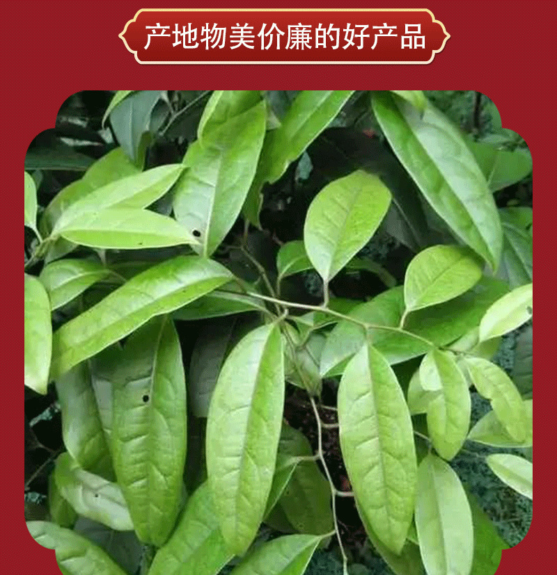 中药材青风藤 批发中药材毛清藤 寻风藤一件代发 追风藤支持检测