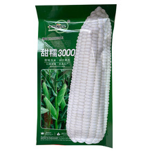 玉米甜糯种子北京华耐182号鲜食甜加糯白玉米种高产大棒春秋季播