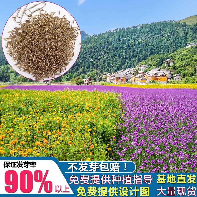 太阳格桑花花籽花卉种子四季开花的花种子草花种子四季易开花批发