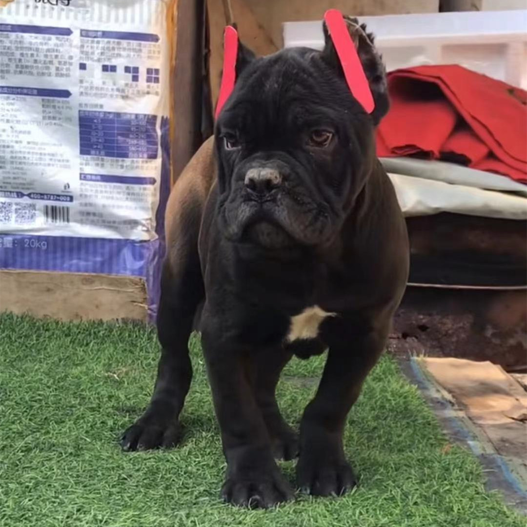 出售纯 种卡斯罗幼犬 护卫犬家养看家狗卡斯罗价格 有