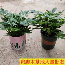 基地直销鸭脚木盆栽鹅掌柴工程绿化植物盆栽苗木居家室内外植物