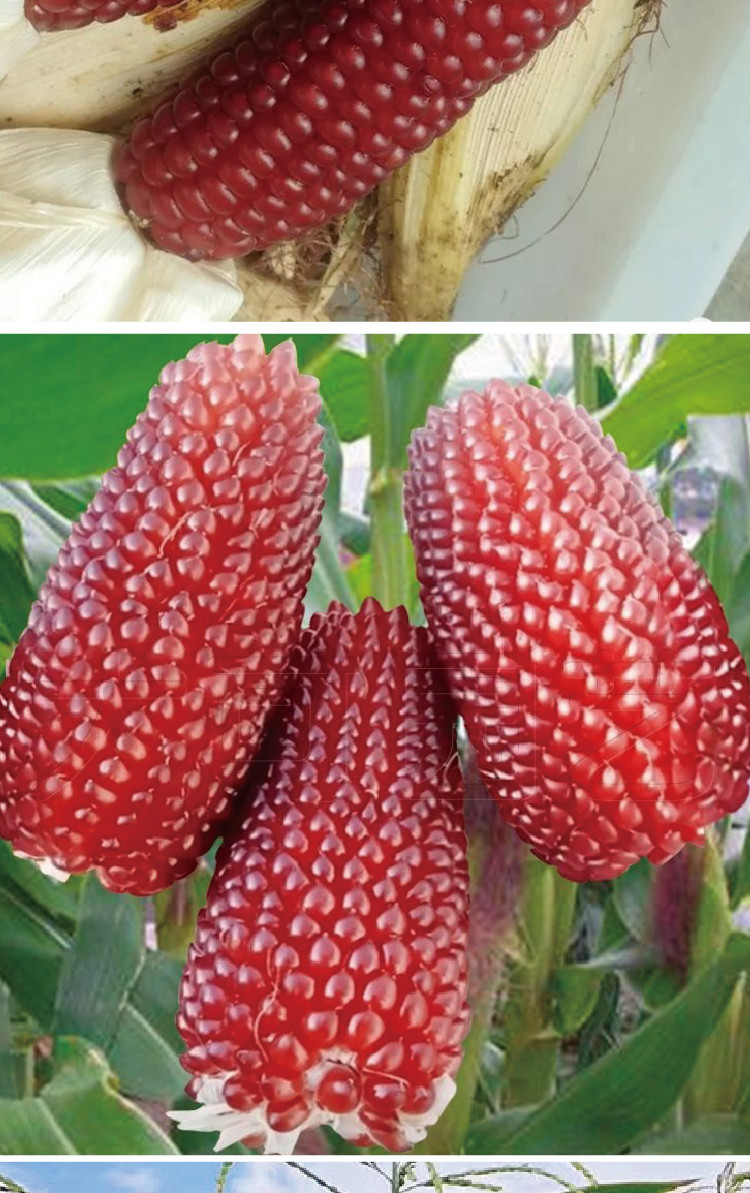 研优奶油草莓菠萝玉米种子高甜小巧可爱椭圆玉米种籽可观赏玉米籽