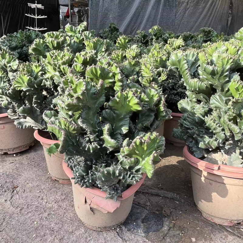 仙人掌内阳台花卉绿植玉麒麟盆栽大型植物好养活-阿里巴巴