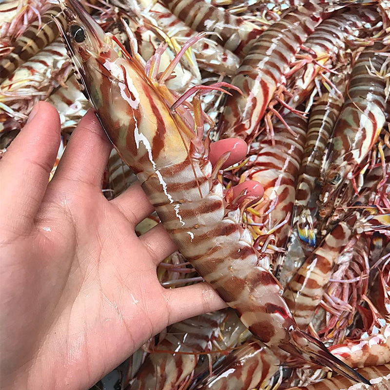 湛江竹节虾鲜活速冻新鲜海虾九节虾超大黑虎基围虾特大斑节虾