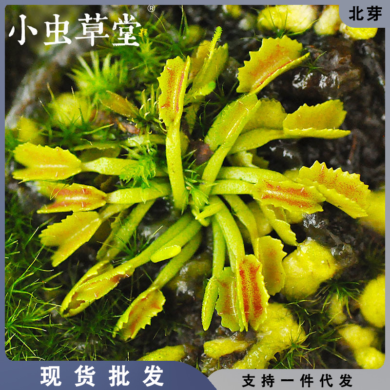 怪异男爵捕蝇草小虫草堂食虫植物大战僵尸食人花活体盆栽食虫草蝇