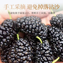 新鲜黑桑葚干无沙桑甚干非免洗桑椹子非桑葚果即食泡水搭茶叶