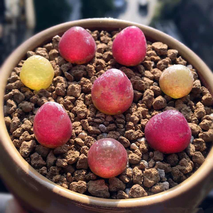 生石花 pp 屁股花毛汉尼风铃灯泡空卡佛o泡 肉锥 石生花可批发