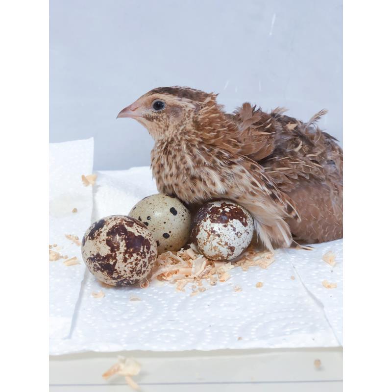 可孵化普通鹌鹑蛋种蛋受精蛋小鸟蛋新手孵化普通黄羽黑羽种蛋
