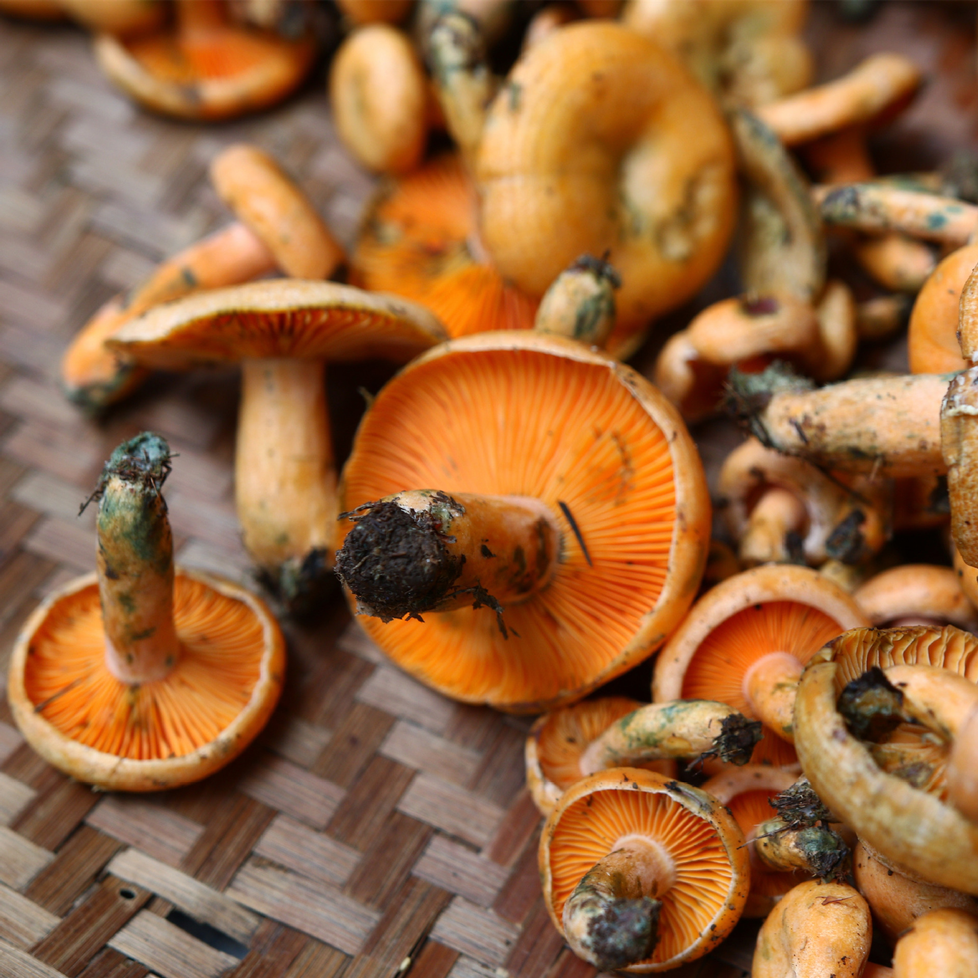 湘西特产山珍新鲜蘑菇野生菌黄枞菌六月菌菌寒菌雁鹅菌500克包邮