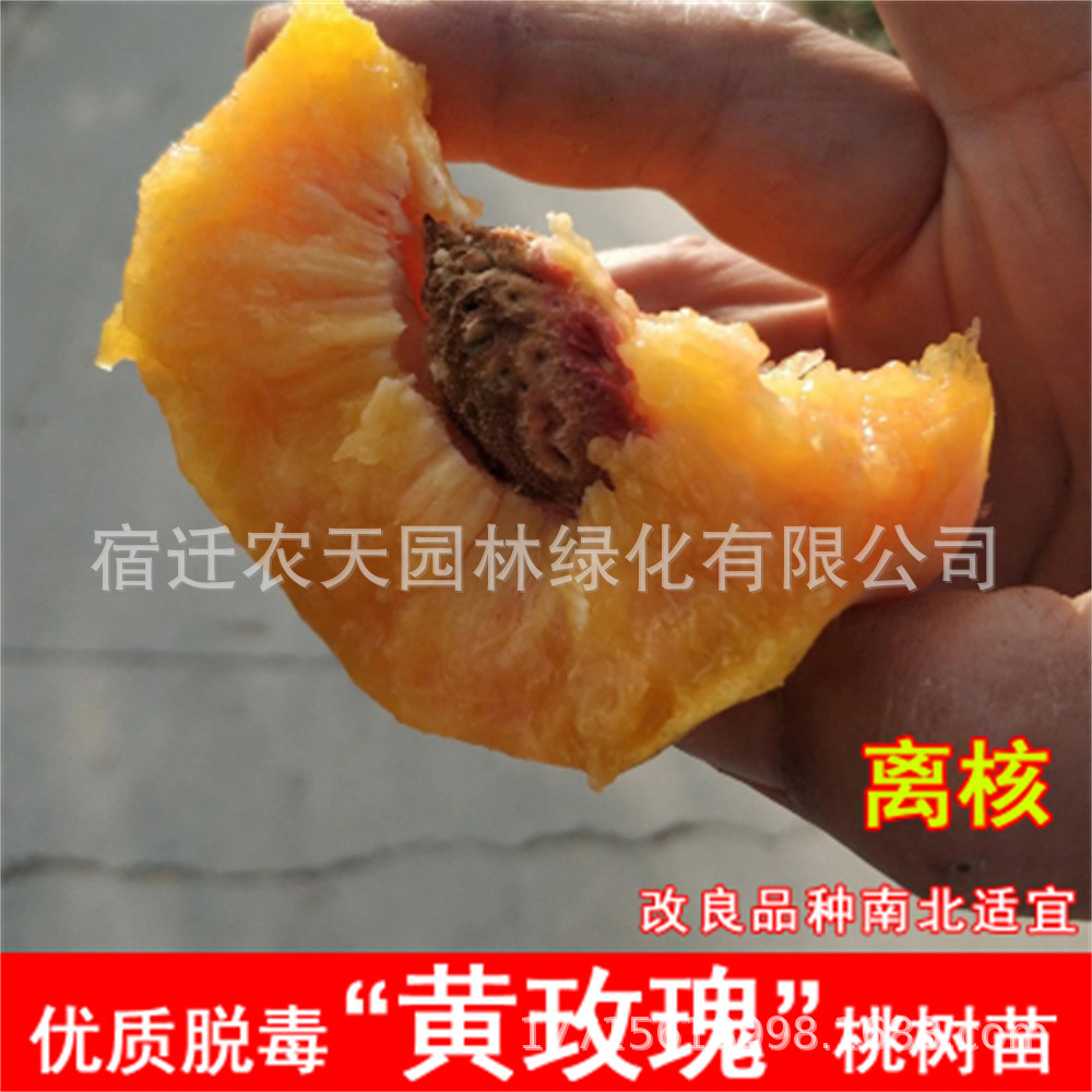 桃树嫁接苗水蜜桃苗盆栽南北方种地栽果树冬桃树果苗当年结果