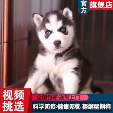 纯种哈士奇活体幼犬哈士奇三把火家养宠物犬哈士奇蓝眼睛二哈活物