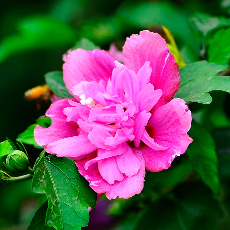 粉色木槿花树苗重瓣粉花绿化木槿苗别墅庭院阳台盆栽地栽花卉绿植