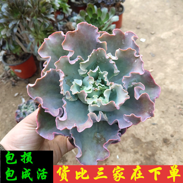 高砂之翁多肉植物颗高沙之翁老桩子女王花笠包菜老桩子大颗多肉