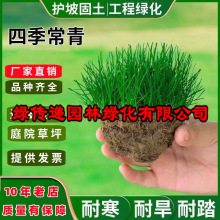 草坪草籽护坡狗牙根马尼拉四季常青庭院地毯草皮绿化黑麦草种子孑