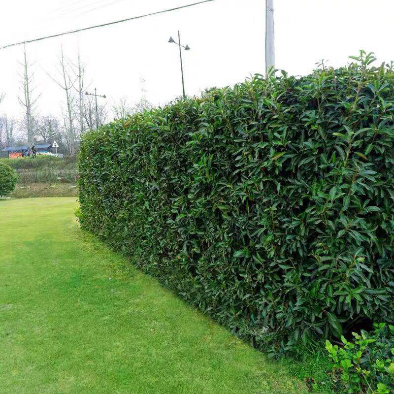 庭院绿化苗木法国冬青北海道日本珊瑚树庭院篱笆墙四季常青树苗