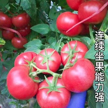 蔬菜苗番茄种苗粉果高产甜粉红果果硬大西红柿苗子草莓西红柿包邮