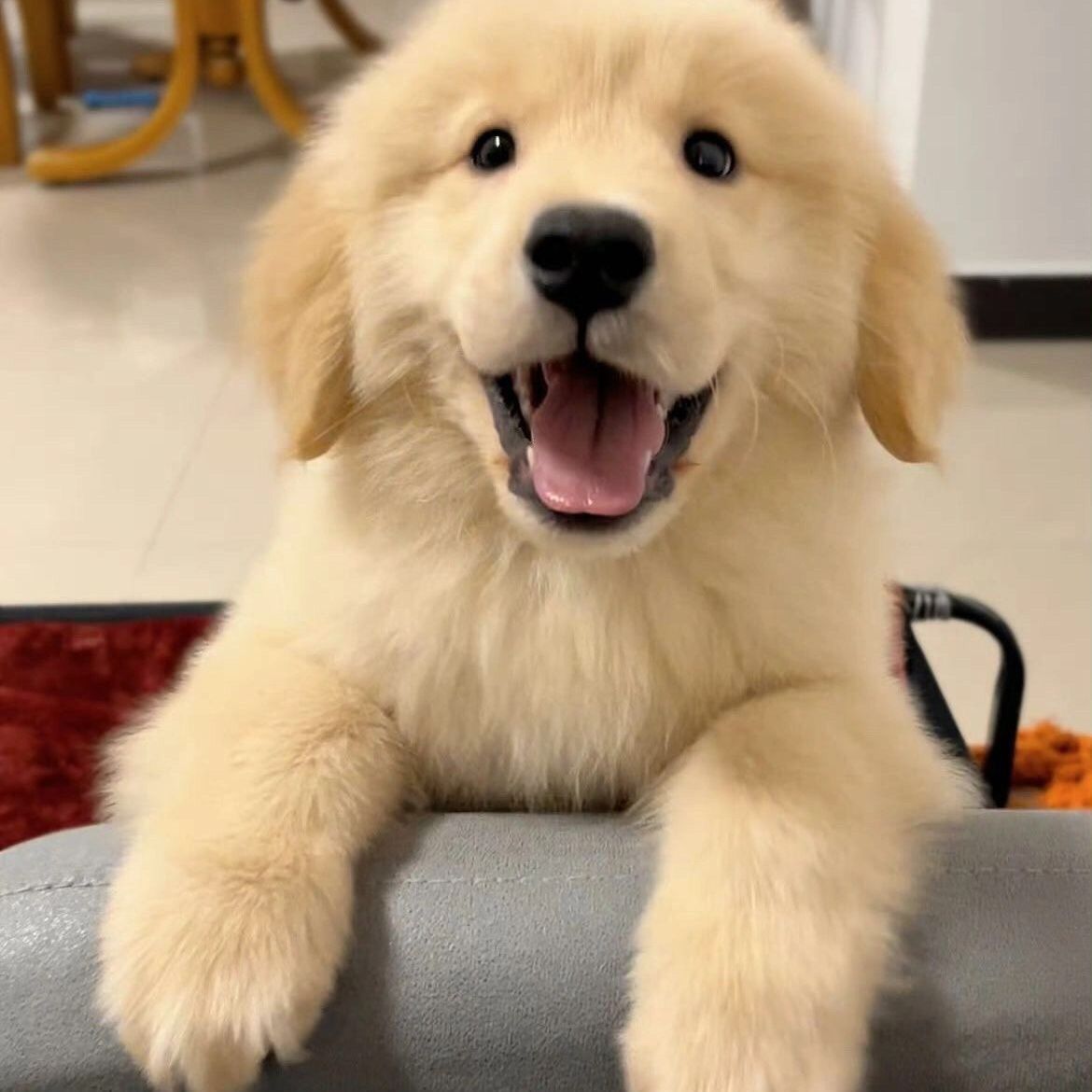 纯种金毛幼犬双血统导盲犬狗狗大型犬家养活体高智商宠物狗活泼可