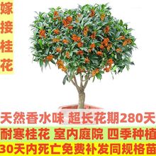 桂花树苗盆栽四季开花浓香型室内庭院耐寒花卉可食用金桂四季桂