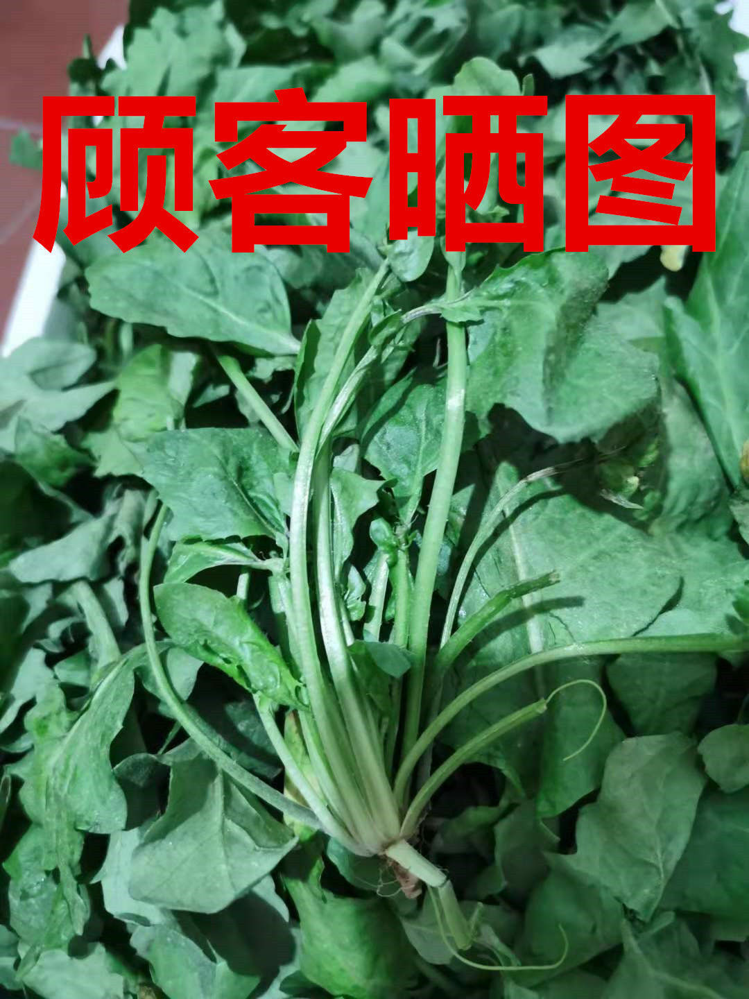 2021年北方荠菜野菜新鲜种植荠荠菜2斤4斤现挖白花荠菜饺子馅