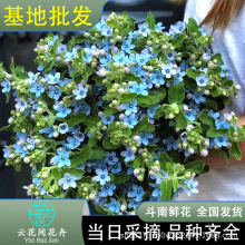 蓝星花鲜花云南直发家用水养鲜切花批发圆瓣家庭办公室插花真花