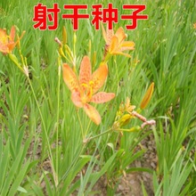 材种子板蓝根桔梗党参黄芩柴胡白术黄芪红花射干大黄防风种子