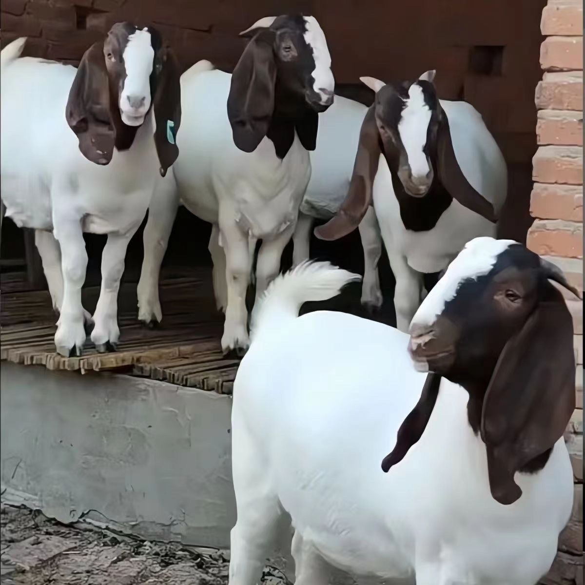 纯种波尔山羊羊羔价格 波尔山羊小羊活羊波尔山羊怀孕母羊-阿里巴巴