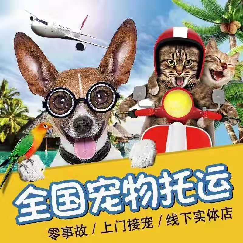 宠物托运服务猫咪运输狗狗专车邮寄宁波北京杭州上海国际空运