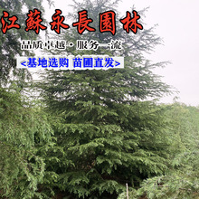 基地批发雪松树苗 绿化苗木四季常青耐寒庭院观赏规格齐全 雪松苗
