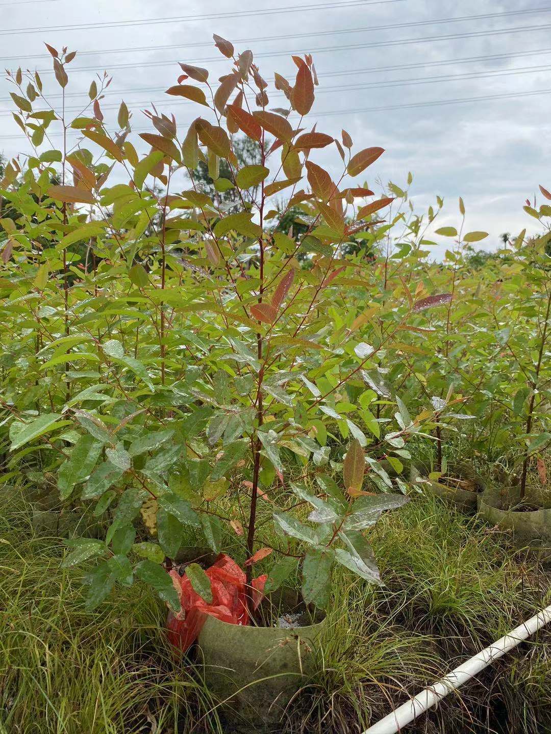 桉树苗速生桉造林绿化工程复绿种苗供应绿化苗木基地直供复绿小苗