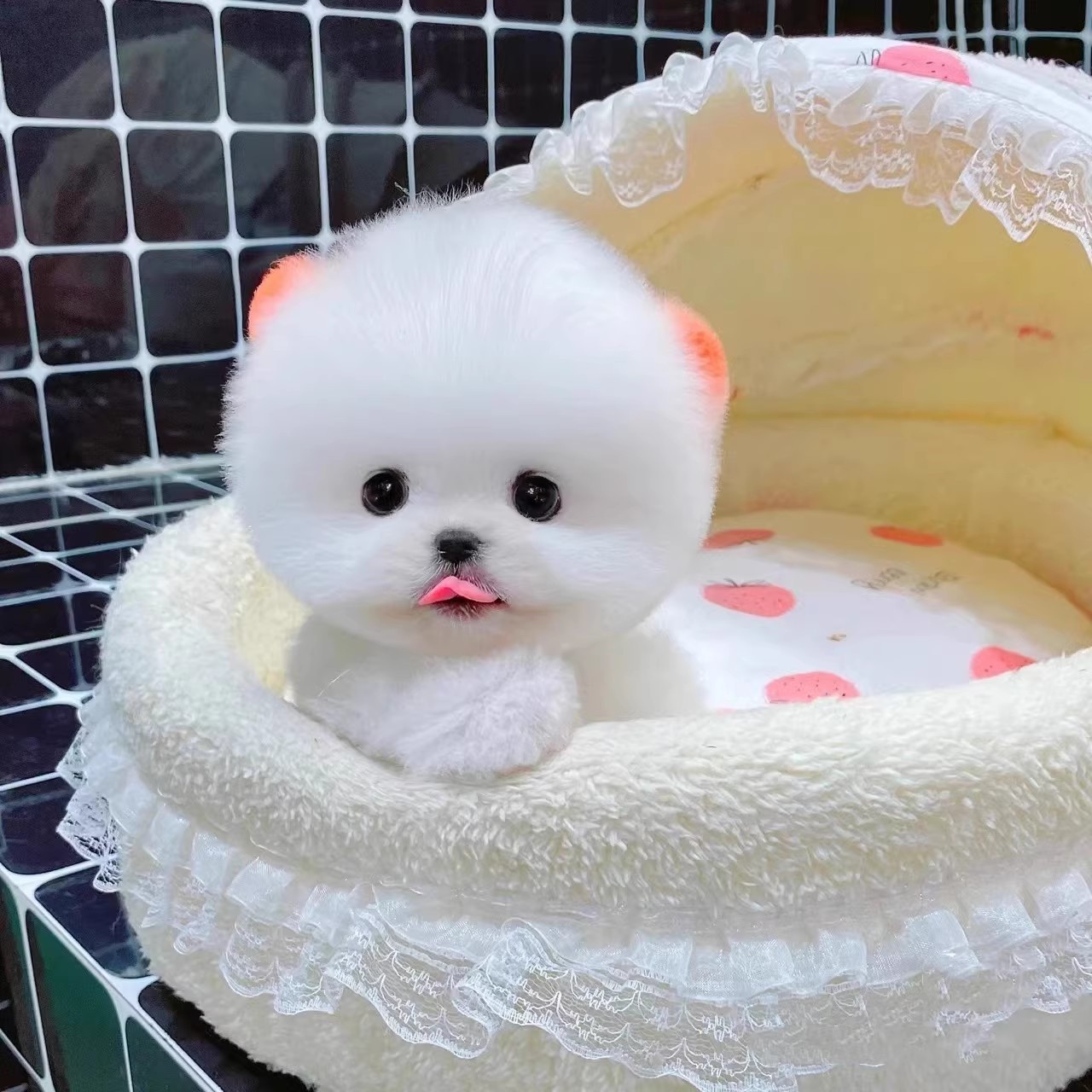 博美犬幼犬活体纯种长不大茶杯犬俊介犬博美泰迪比熊