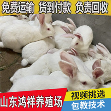 1-2斤的肉兔苗批发价格 山东厂家现货促销优质伊拉肉兔苗 包运输