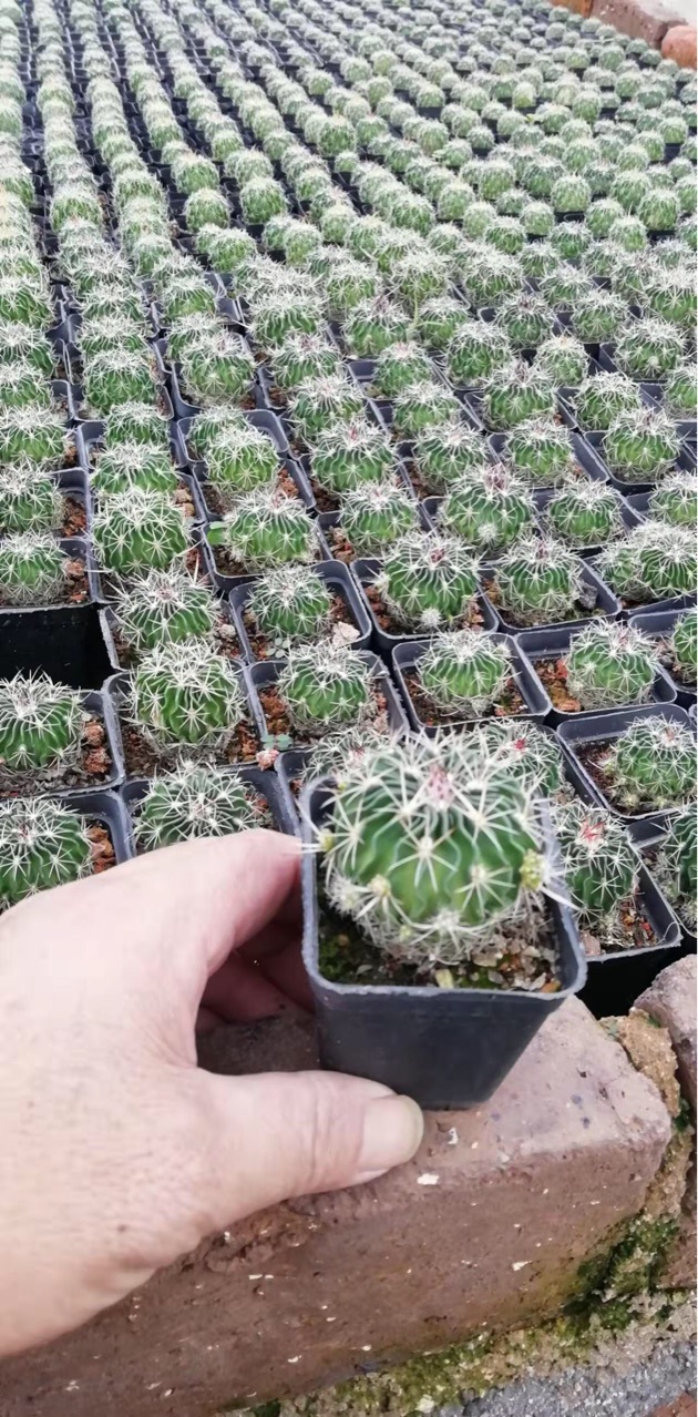 仙人球无刺盆栽玫瑰掌形多肉侧芽自根仙人球多棱玉仙人球基地批发