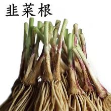 新韭菜根苗紫根宽叶红根四季新韭菜根盆栽阳台蔬菜秧苗韭菜头根