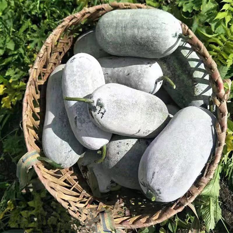 云南香冬瓜毛节瓜10斤挂霜小冬瓜批发高山糯面新鲜农家蔬菜1斤