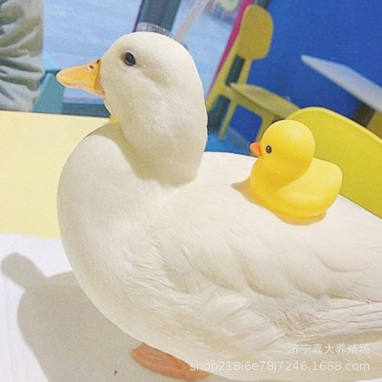 宠物鸭柯尔鸭活体观赏成年柯尔鸭种鸭网红萌宠在哪里卖科尔鸭