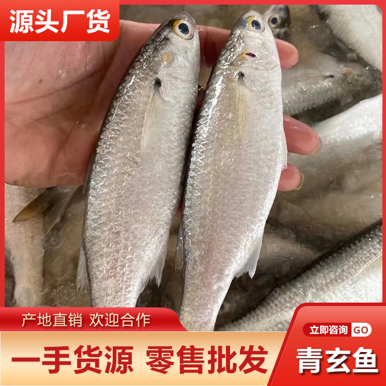 鲜活海捕青玄鱼批发潮汕当季海鱼白弦鱼海鲜水产冷冻餐饮酒店供应