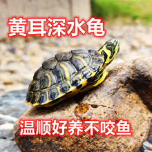 长颈龟观赏深水混养鱼缸乌龟宠物大型蛇颈侧颈网红招财镇宅吃鱼粪
