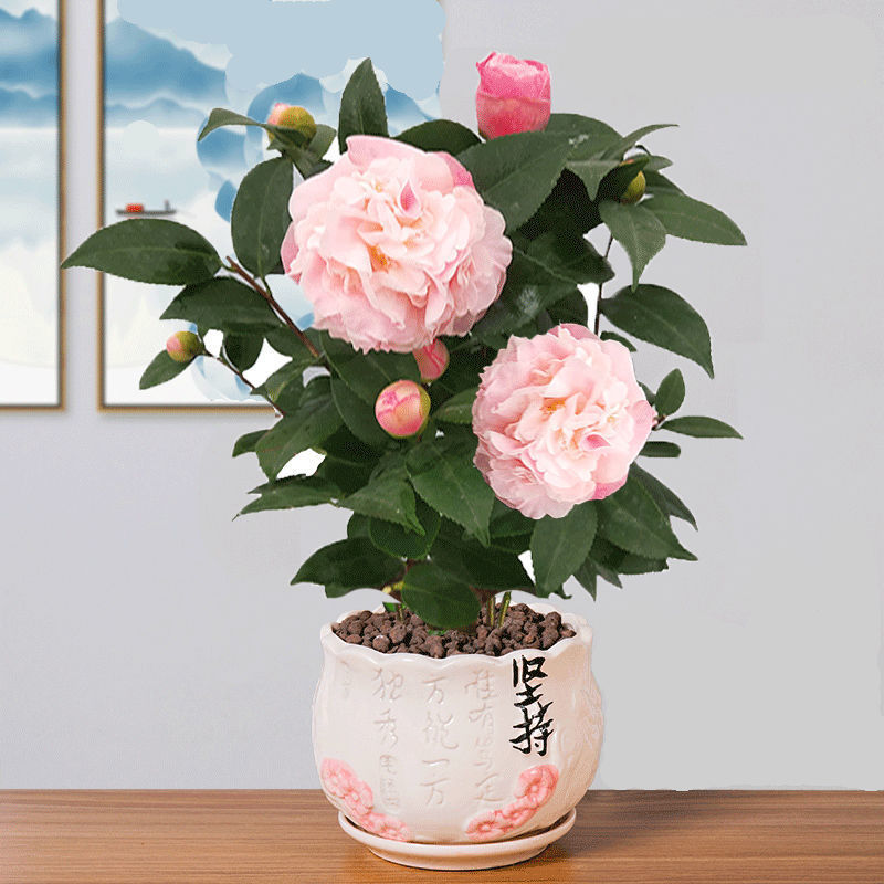 茶花带花苞山茶花树苗香妃茶花卉盆栽绿植物室内阳台好养四季包邮