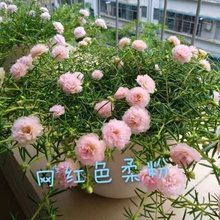 泰国新品种七彩重瓣太阳花苗花卉绿植盆栽太阳花枝条好养四季开花