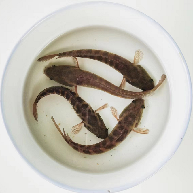 观赏七星鱼彩虹雷龙耐养冷水淡水鱼活体凶猛活体观赏锦鲤金鱼包邮