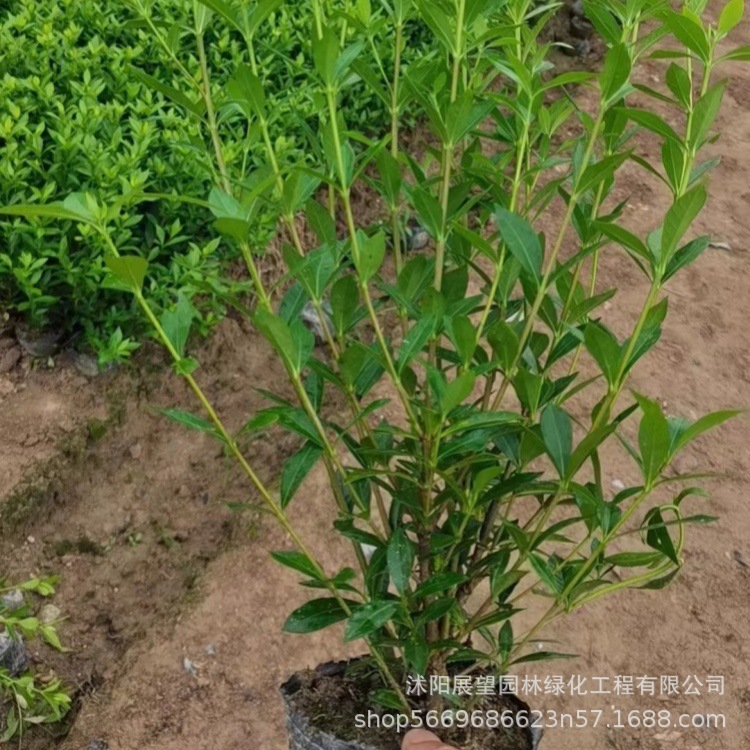 批发小叶栀子小杯/大杯/毛球/栀子花/色块/成活率高小区别墅绿化