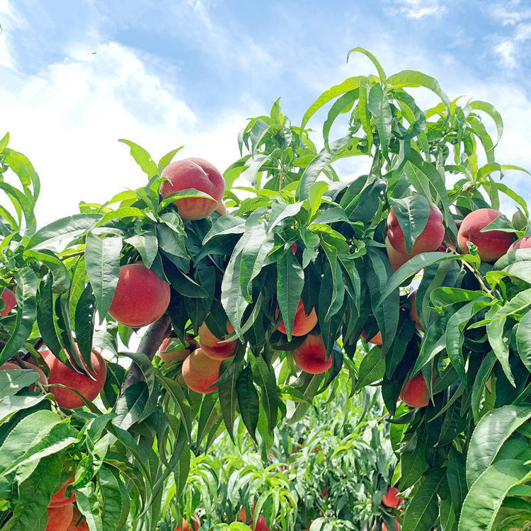 桃树嫁接苗盆栽南方果树当年结果特大桃树果苗水蜜桃地栽北方种植
