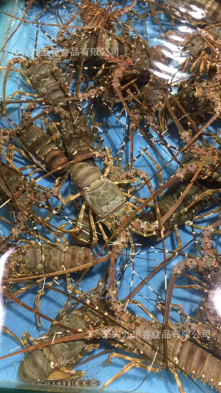 【九里春】野生海鲜小青龙虾活冻大龙虾新鲜大花龙虾深海龙虾