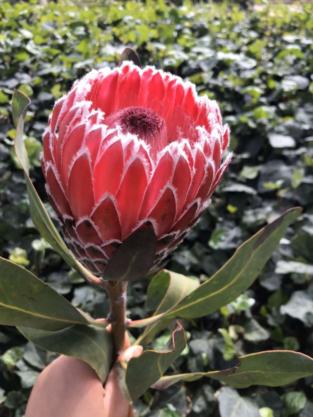 批发鲜花专区 南非帝王花 公主花 针垫 新娘婚庆家庭办公摆放