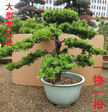 名贵大型罗汉松老桩客厅盆景别墅庭院花园绿植迎客松常青大树