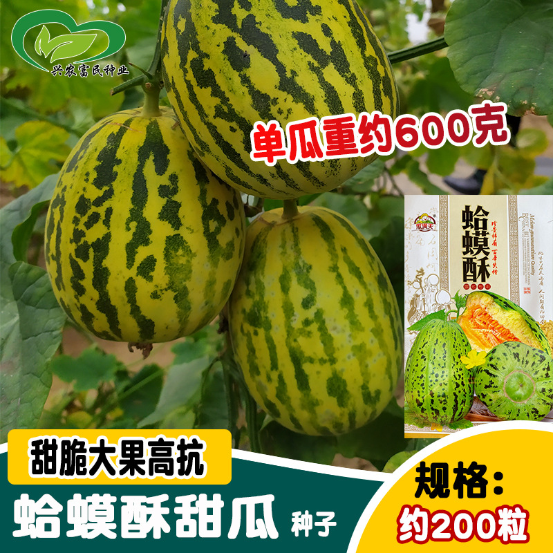 瓜满天种业蛤蟆酥甜瓜种子  农田菜园播种大果甜脆多汁甜瓜种籽