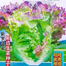 紫罗盛帝紫边生菜种子好吃耐热抗病抗寒四季蔬菜种籽盆栽青菜种孑
