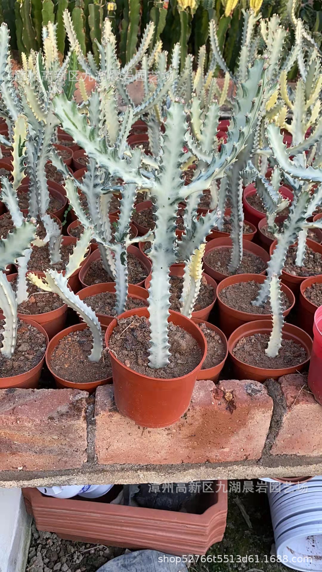 白龙骨自根白帝阁锦仙人柱高度25至35厘米小盆栽